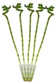 Produktbild: 5er Set Glücksbambus 'Lucky Bamboo' spiralförmig im Röhrchen Dracaena Sanderiana ca. 40 cm hoch