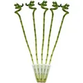 Produktbild: Exotenherz 5Er Set Glücksbambus Lucky Bamboo Spiralförmig im Röhrchen Dracaena Sanderiana ca. 40 cm Hoch