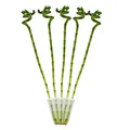Produktbild: 5er Set Glücksbambus 'Lucky Bamboo' spiralförmig im Röhrchen Dracaena Sanderiana ca. 40 cm hoch