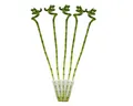 Produktbild: Exotenherz Zimmerpflanze 5er Set Glücksbambus 'Lucky Bamboo' spiralförmig im Röhrchen ca. 40 cm