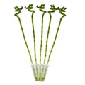 Produktbild: 5er Set Glücksbambus 'Lucky Bamboo' - spiralförmig - im Röhrchen - 40cm