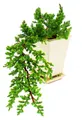Produktbild: Bonsai – Juniperus – Wacholder – Kaskadenform – 10 x 10 cm