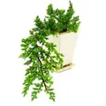 Produktbild: Exotenherz Bonsai Juniperus Wacholder Kaskade 10X10cm