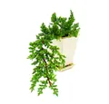 Produktbild: Exotenherz Zimmerpflanze Bonsaï - Juniperus - Genévrier - Cascade - 10x10cm