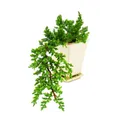 Produktbild: Exotenherz - Bonsai - Juniperus - Wacholder - Kaskade - 10x10cm