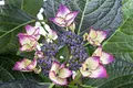 Produktbild: Hydrangea macrophylla 'Dark Angel' 30-40 cm – Winterhart, Mehrjährig, Pflegeleicht – Hortensie – Blütenstrauch für Beet & Kübel