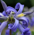 Produktbild: Staudenclematis Cote d Azur - Clematis heracleifolia - lebende Gartenpflanze aus den Baumschulen