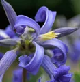 Produktbild: Staudenclematis Cote d Azur - Clematis heracleifolia
