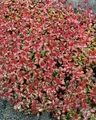 Produktbild: Pflanzen für Dich Staude Sedum spurium Schorbuser Blut, 1 St., Teppich-Fetthenne, Mauerpfeffer