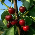 Produktbild: Schwarze Knorpel dicke leckere süße Kirschen Kirschbaum Obstbaum Busch 120-150cm