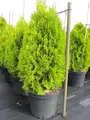Produktbild: Thuja occidentalis Golden Smaragd ® - Lebensbaum Golden Smaragd ® - 60-70cm
