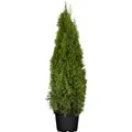 Produktbild: Thuja occidentalis 'Smaragd' 120-140 cm