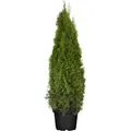 Produktbild: Pflanzen-für-dich.de - Thuja occidentalis 'Smaragd' c 120- 140