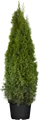 Produktbild: Thuja occidentalis 'Smaragd', Lebensbaum, immergrün, 120–140 cm