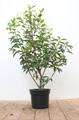 Produktbild: Prunus lusitanica 'Angustifolia' 40-60 cm – Winterhart, Immergrün, Pflegeleicht – Portugiesischer Kirschlorbeer – Heckenpflanze für Garten & Sichtschutz