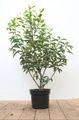 Produktbild: Prunus lusitanica 'Angustifolia', Portugiesischer Lorbeer, 40–60 cm