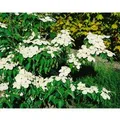 Produktbild: Cornus Florida Blumen-Hartriegel 40-60 cm
