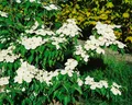 Produktbild: Pflanzen für Dich Gehölze Cornus florida Cherokee Brave, 1 St., Blumen-Hartriegel, Amerikanischer Blumen-Hartriegel