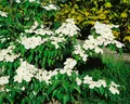 Produktbild: Cornus florida 'Cherokee Brave', Blumen-Hartriegel, rosa, 40–60 cm