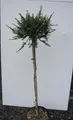 Produktbild: Hochstamm Chinesische Ulme Seiju - Ulmus parvifolia - Stamm 80cm + Krone