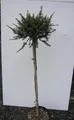Produktbild: Hochstamm Chinesische Ulme Seiju - Ulmus parvifolia - Stamm 80cm + Krone