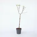 Produktbild: Plant in a Box - Apfelbaum - Malus domestica 'Elstar' - Höhe 90-100cm - Topf 21cm