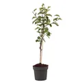 Produktbild: Plant in a Box - Malus domestica - Apfelbaum - Malus Elstar - Topf 21cm - Höhe 90-100cm