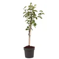 Produktbild: Plant in a Box  Apfelbaum Malus domestica 'Elstar' 90cm Obstpflanze