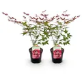 Produktbild: GreenboutiQ - Balkonpflanze - Japanischer Ahorn - Acer palmatum Beni Maiko - Rot - 2 Pflanzen - Laubabwerfend - Topf 19cm Höhe 70cm