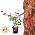 Produktbild: Japanischer Ahorn Acer palmatum Beni Maiko Rot ⌀19cm ↕70cm
