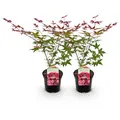Produktbild: Japanischer Ahorn - Acer palmatum Beni Maiko - Rot - 2 Pflanzen - Laubabwerfend