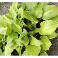 Produktbild: Funkie One Mans Treasure - Hosta Hybrid