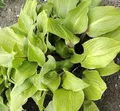 Produktbild: Funkie One Mans Treasure - Hosta Hybrid