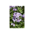 Produktbild: Hesperis matronalis, Nachtviole, violett, ca. 9x9 cm Topf