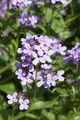 Produktbild: Hesperis matronalis 9x9 cm Topf – Winterhart, Pflegeleicht – Nachtviole – Duftpflanze für Beet & Naturgarten