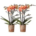 Produktbild: Kolibri Orchids Combi Deal von 2 Orange Phalaenopsis Orchideen Bozen Topfgröße 9cm