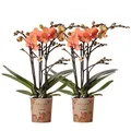 Produktbild: Kolibri Orchids | COMBI DEAL von 2 orange Phalaenopsis Orchideen - Bozen - Topfgröße Ø9cm blühende Zimmerpflanze - frisch vom Züchter