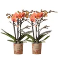 Produktbild: Exotenherz Zimmerpflanze COMBI DEAL von 2 orange Phalaenopsis Orchideen Bozen Topfgröße 9cm