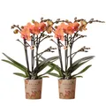 Produktbild: 2 orange Phalaenopsis Orchideen - Bozen 9cm blühende Zimmerpflanze