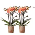 Produktbild: 2x Phalaenopsis Orchideen Set orange 40 cm hoch Ø 9 cm Blühende Zimmerpflanze