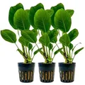Produktbild: Aquaristikwelt24 - Aquarium Pflanze 3 Stück Anubias Heterophylla Topf Nr.302