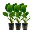 Produktbild: Aquaone Wasserpflanze Aquarium Pflanze 3 Stück Anubias heterophylla Topf Nr.302