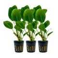 Produktbild: Aquarium Pflanze 3 Stück Anubias heterophylla Wasserpflanzen AquaOne Nr.302