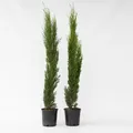 Produktbild: Plant in a Box - Mittelmeer-Zypresse - 2 Stk - Cupressus sempervirens - Höhe 70-80cm - Topf 19cm