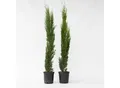 Produktbild: Plant in a Box - Mittelmeer-Zypresse - 2 Stk - Cupressus sempervirens - Höhe 70-80cm - Topf 19cm