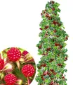 Produktbild: BALDUR Garten Japanische Säulen-Himbeeren, 1 Pflanze, Japanische Weinbeere, Rubus phoenicolasius Hybride Säulenobst, winterhart, platzsparende Säule für kleine Gärten, Balkone & Terrassen