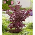 Produktbild: BALDUR Garten 1x Japanischer Ahorn 'Burgund', Pflanze im 12 cm-Topf, Ahornbaum, rote Blätter, winterhart, sehr pflegeleicht, Acer palmatum atropur...