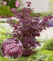 Produktbild: BALDUR Garten Zierstrauch Japanischer Ahorn 'Burgund', 1 St., Zwerg-Ahorn, winterhart, mehrjährig