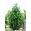 Produktbild: Cupressocyparis,eylandii 125-150 cm