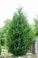 Produktbild: Pflanzen für Dich Konifere Cupressocyparis leylandii, 1 St., Leyland-Zypresse, Leyland-Zypressenhybride, schnellwachsend, immergrün